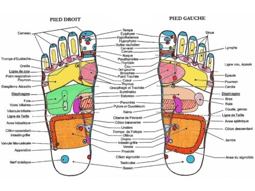 La réflexologie plantaire